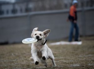 homepage-dresaj-700x533 (1) (1)