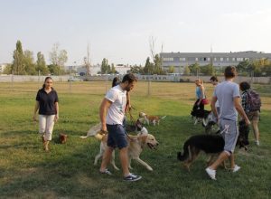 planetahamham-dresaj (1)