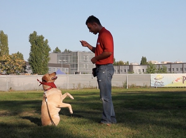 dresaj individual sedinta evaluare